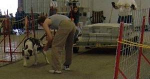 American Bulldog Breeder in  Michigan